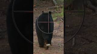 INSANE Bear Hunt Where to Shoot a Bear with a Crossbow  Hunting Tips excaliburcrossbow realtree [upl. by Aicerg]