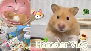 มือใหม่เลี้ยงแฮมเตอร์ต้องมีอะไรบ้าง 🧀🐹🧡 Hamster Day Vlog仓鼠的一天🌙 [upl. by Locklin]