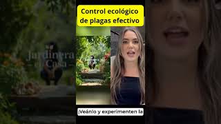 Control ecológico de plagas efectivo jardineríaencasa plantas jardinencasa [upl. by Evvy]