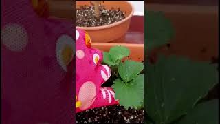 Cómo trasplantar fresas o frutillas eljardinencasa jardineriaenmaceta huertoencasa [upl. by Yt]