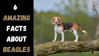 6 MUSTKNOW Facts About Beagle Dogs [upl. by January]