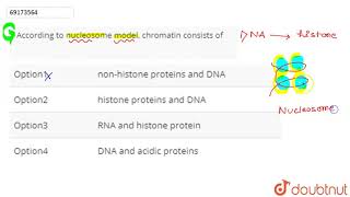 According to nucleosome model chromatin consists of [upl. by Enomas184]