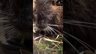 Beaverఎలుకfacts animals youtubeshorts ytshorts shorts [upl. by Bayless]