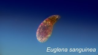 EUGLENA SANGUINEA [upl. by Petes19]