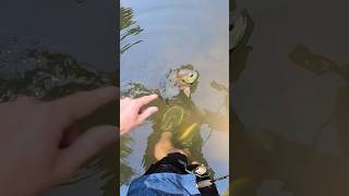 Tennessee Creek Fishing smallmouthbass creeklife [upl. by Miran120]