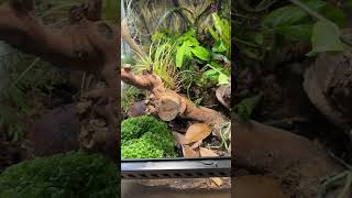 🐸Dart frogs terrarium 🐸 [upl. by Swetiana]