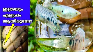 Gourami fish breeding Malayalam [upl. by Annawat]