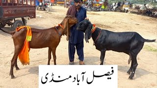 Faisalabad Bakra MandiNew UpdateFM Animals0300669828425•9•2024 [upl. by Eirod]