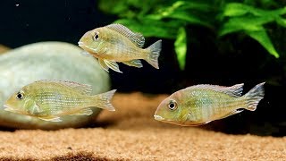 Update on Geophagus Tapajos Red Head Aquarium and Feeding Bloodworms [upl. by Attelra]