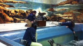 Seals at Jenkinsons Aquarium [upl. by Ibed]