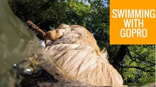 SWIMMING AT CLUMBER PARK WITH GUIDE DOG HUDSON [upl. by Noelopan910]