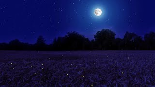 Night Ambience on a Barley Field Crickets Chirping and Wind Sounds  Summer Full Moon [upl. by Llohcin331]