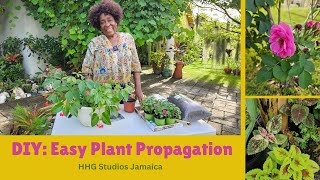 DIY Easy Plant Propagation [upl. by Head]