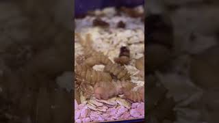 Turning mealworms into beetles FINALE🐛 growithjessie [upl. by Joletta]