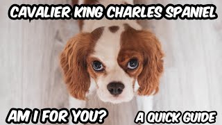 A Fun Guide To Cavalier King Charles Spaniels dog cavaliers doglover [upl. by Llehsyar295]