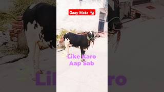 Desee Gaay Maata 🐄  Gaiya Wala🐮  Ranjan Pandey  viralshorts short chhathpuja animal gaay [upl. by Hendrick]