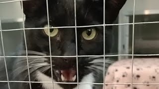 Tuxedo Cat hissing compilation 12 [upl. by Panthea371]