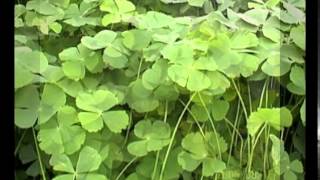 marsilea crenata plant [upl. by Baal834]