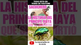 🐸SAUNAS PARA RANAS🚗UBER DE ANIMALES🪲SACUCHERO HISTORIA Y MÁS animales noticias [upl. by Rhonda149]