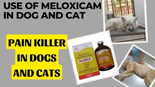 Use of Meloxicam pain killer in Dogs and Cats [upl. by Nive]