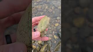 I Found Microscopic Colonial Animals bryozoan fossils riverrocks rockhounding [upl. by Edson]