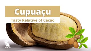 What is Cupuaçu  Fruits You Probably Never Heard Of  Ep 17 [upl. by Yesnyl65]