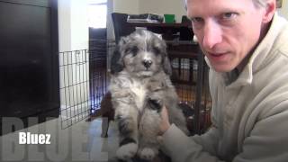 Mini AussieDoodle puppies at 7 weeks old [upl. by Gairc]