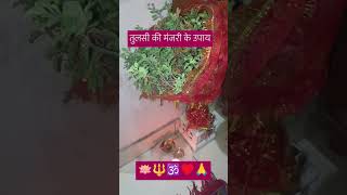 🙏♥️🕉️🪷 short video Jaisi Manjari badi Ho Thakur Ji ko shaligram ko Chadha de Pradeep Mishra ka stat [upl. by Blondell565]