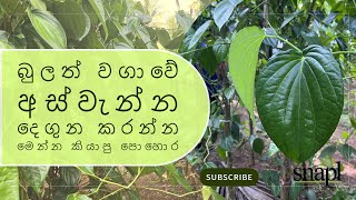 බුලත් වගාවේ අස්වැන්න දෙගුන කරන්න මෙන්න කියාපු පොහොර  Betel leaf cultivation in Kurunegala [upl. by Tabb]