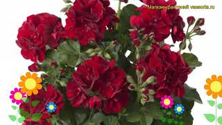 Пеларгония амурская плющелистная Тоскана рубен Краткий обзор pelargonium x hortorum Toscana ruben [upl. by Aiden89]