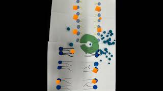 Facilitated diffusion diffusion and osmosis stop motion [upl. by Coady]