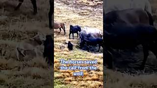 The horses saved the calf from the wolf animalshorts beautifulanimals [upl. by Anilac]