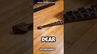 Deadly Gaboon viper youtubeshorts facts shortsfeed pandasense [upl. by Nathalie243]