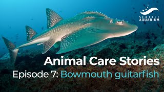 Animal Care Stories Episode 7 Bowmouth guitarfish [upl. by Ayor]