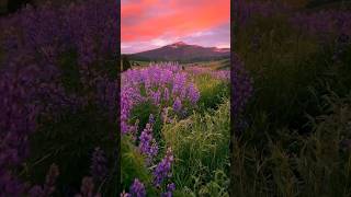 A gorgeous sunset🌅 in Crested Butte CO WOW lupine crestedbutte crestedbuttecolorado [upl. by Eelyak810]