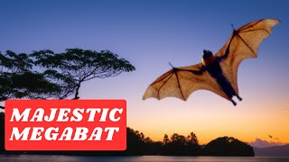 What Makes the Giant Golden Crowned Flying Fox Bat a Must See in the Philippines [upl. by Roddie270]