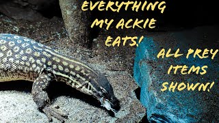 Everything My Ackie Eats All prey Items Shown [upl. by Hurless685]