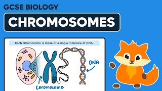 Chromosomes  GCSE Biology [upl. by Yerkovich]