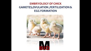 EMBRYOLOGY OF CHICK GAMETESFERTILIZATION amp EGG FORMATION [upl. by Hanah]