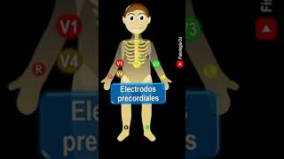 Electrocardiograma interpretación  Electrodos precordiales  Electrocardiograma fisiología [upl. by Wrigley]