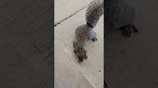 We have options Brown Noser squirrel squirrelvideo squirrels squirrelwatching squirrelfriend [upl. by Yroggerg926]