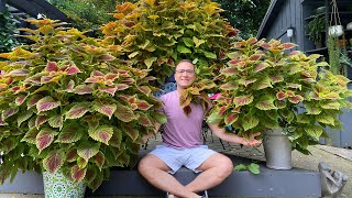 The BEST Coleus line EVER  Tips on Growing STUNNING and HUGE plants [upl. by Murdock491]