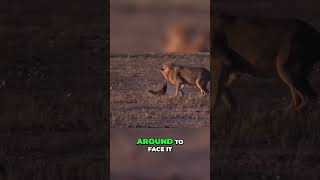 Honey Badger vs Lion The Ultimate Showdown wildlifewonders amazonwildlife animals [upl. by Ladonna]