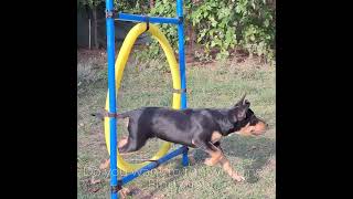 Run with me doglifepuppy kelpie agility agilitydog [upl. by Ahseit22]