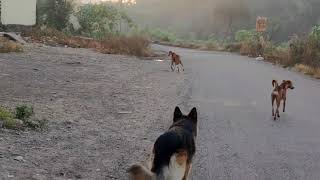 German Shepherd Attack on Desi Dogs  Dog Territory Conflict [upl. by Craig]