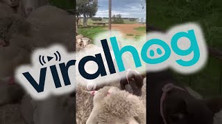 Watch This Brown Lab Master the Art of Sheepwalking  ViralHog [upl. by Warrenne627]