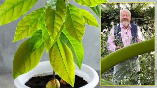 AVOCATIER PLANTE D’INTÉRIEUR GRATUITE TOUS LES BONS CONSEILS POUR RÉUSSIR Le Quotidien du Jardin [upl. by Laughlin]