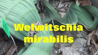 The Plant Traveller Welwitschia mirabilis Namib Desert [upl. by Sofie]