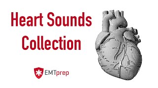 Heart Sounds Collection  EMTprepcom [upl. by Nniw]