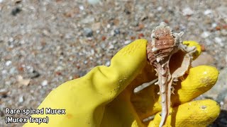 Shelling Episode 7  My First Angaria Delphinus • Finding Seashells [upl. by Jewell]